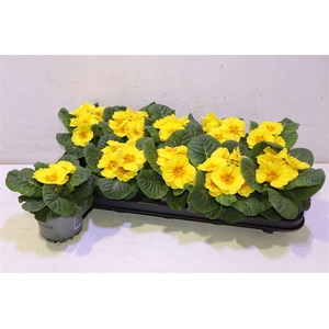 Prim Ac Paradiso Yel