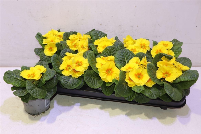 <h4>Prim Ac Paradiso Yel</h4>