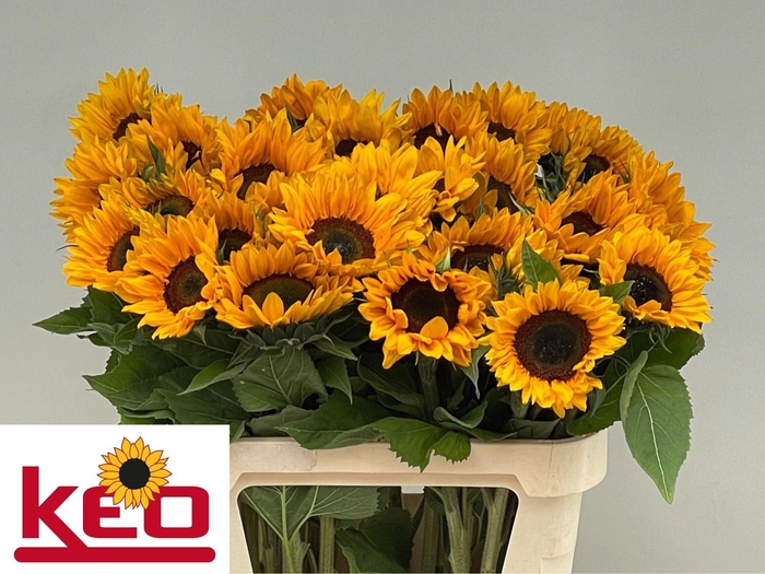 <h4>HELI SUNRICH ORANGE</h4>