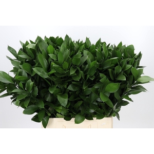 RUSCUS HYPOPHYLLUM