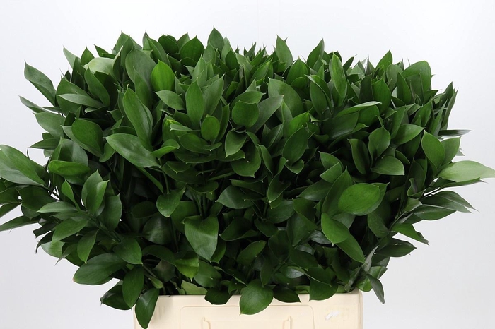 <h4>RUSCUS HYPOPHYLLUM</h4>