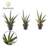 Sansevieria 'trifciata' Pineapple 7 cm (Decorum)