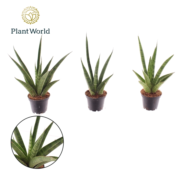<h4>Sansevieria 'trifciata' Pineapple 7 cm (Decorum)</h4>
