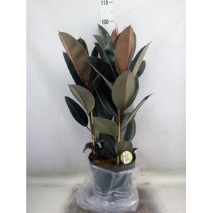 Ficus elastica 'Abidjan'