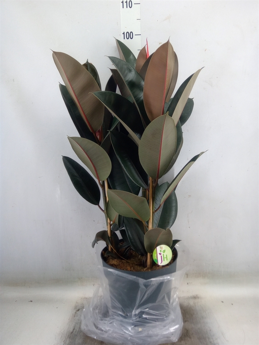 <h4>Ficus elastica 'Abidjan'</h4>