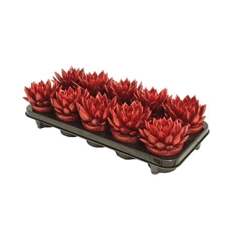 <h4>Echeveria Red + Glitter</h4>