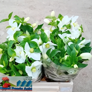 HELL OR QUEENS WHITE