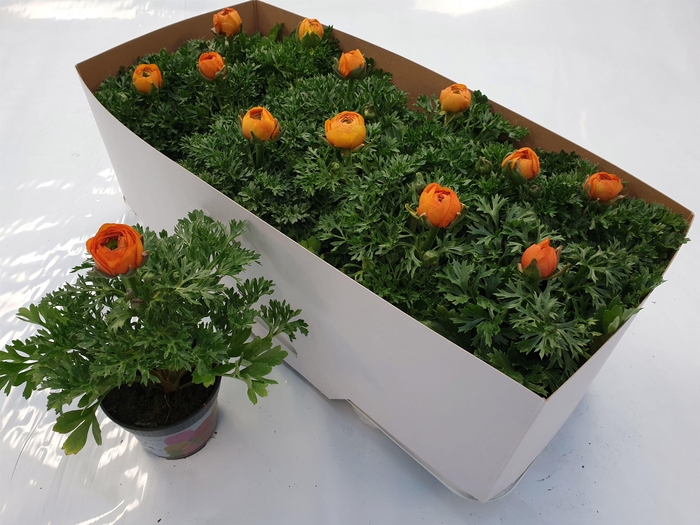 <h4>Ran. Maché orange</h4>