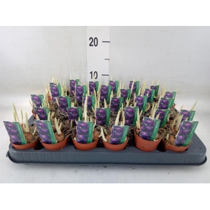 Crocus vernus 'Flower Record'