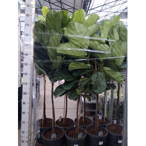 Ficus lyrata