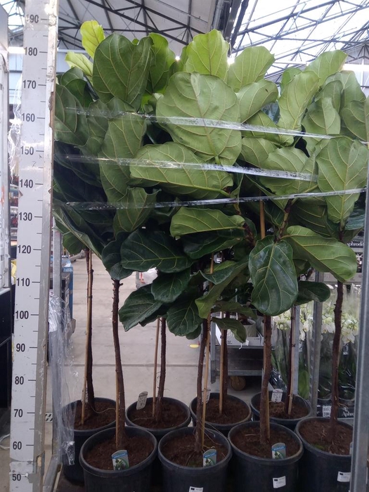 <h4>Ficus lyrata</h4>
