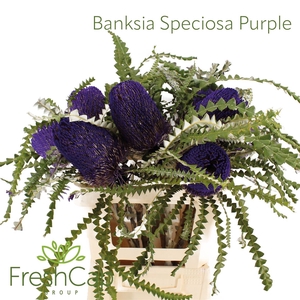 Banksia Speciosa Purple