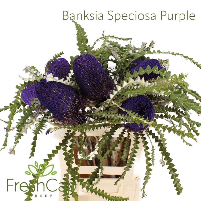 <h4>Banksia Speciosa Purple</h4>