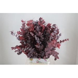 Pres Euca Stuartiana Red 150 Gr P Bunch
