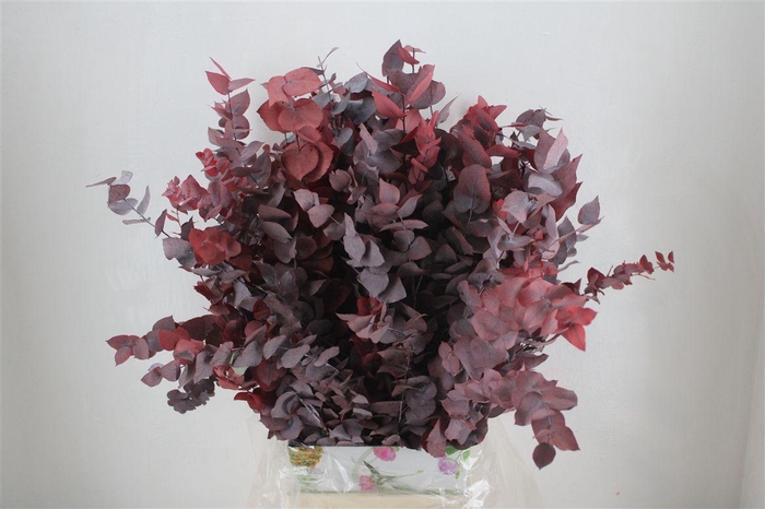 <h4>Pres Euca Stuartiana Red 150 Gr P Bunch</h4>