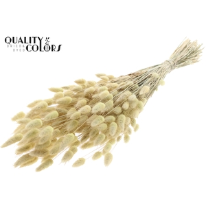 Lagurus per bunch Frosted Light Yellow