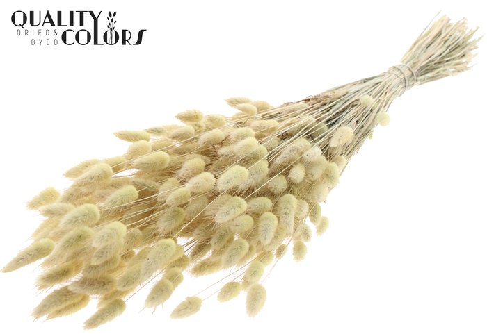 <h4>Lagurus per bunch Frosted Light Yellow</h4>
