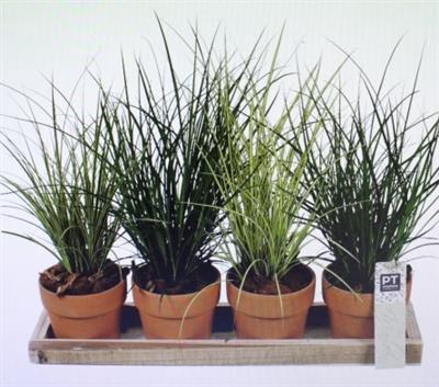 <h4>1607 4 Potjes Gras</h4>