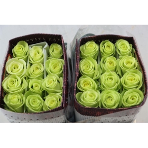 R Gr Green Romance