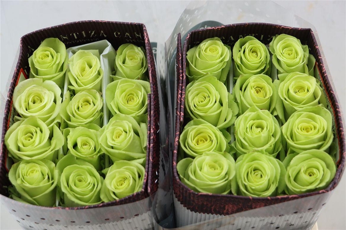 <h4>R Gr Green Romance</h4>