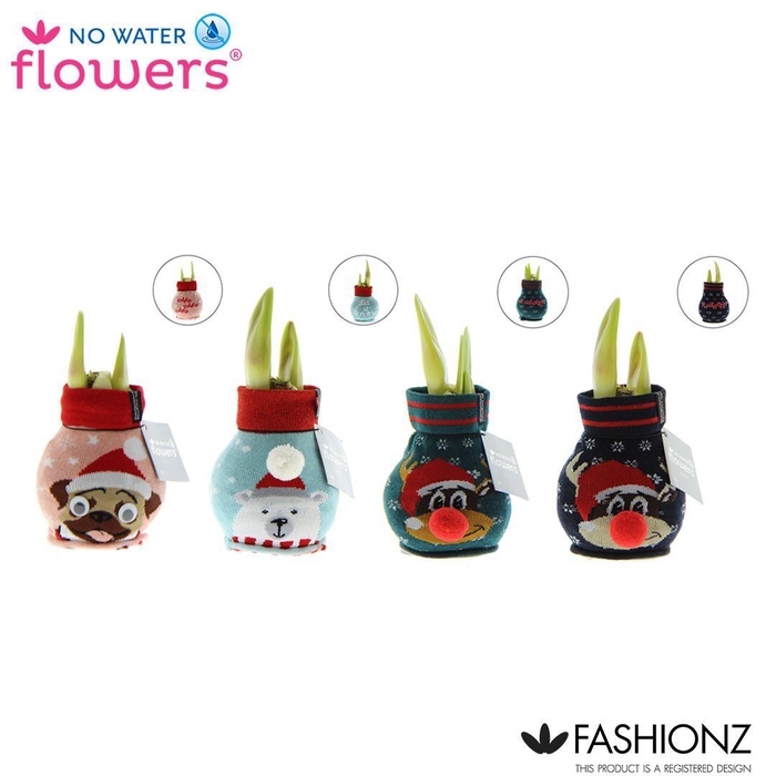<h4>No Water Flowers® Fashionz Silly mix</h4>