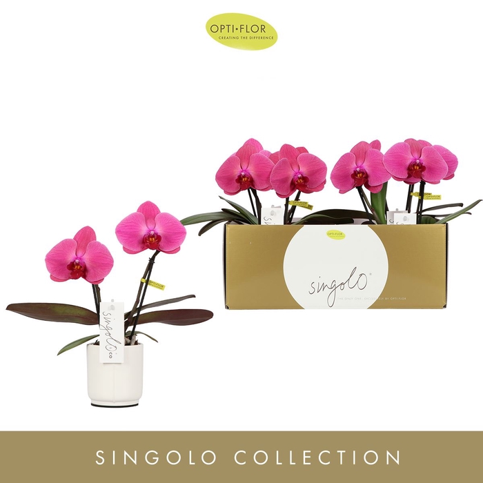 Phalaenopsis overig paars (meerdere