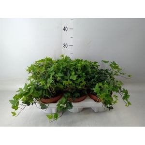 Hedera   ...green leafed