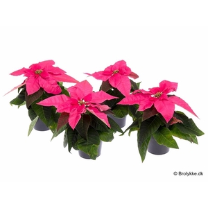 EUPHORBIA PULCHERRIMA  MINI p6 Pink Princettia