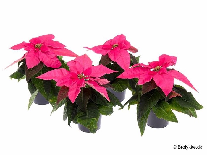 <h4>EUPHORBIA PULCHERRIMA  MINI p6 Pink Princettia</h4>