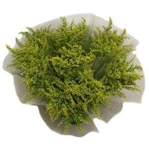 Mono Solidago