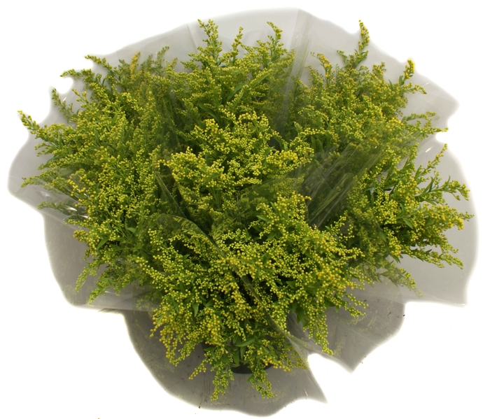 <h4>Mono Solidago</h4>