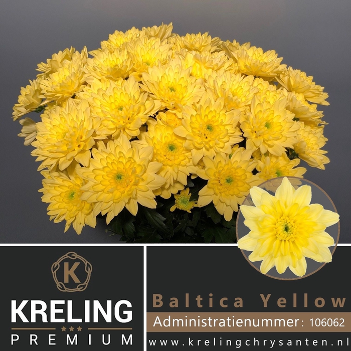 <h4>CHR T BALTICA YELLOW</h4>