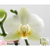 PHAL OV WIT