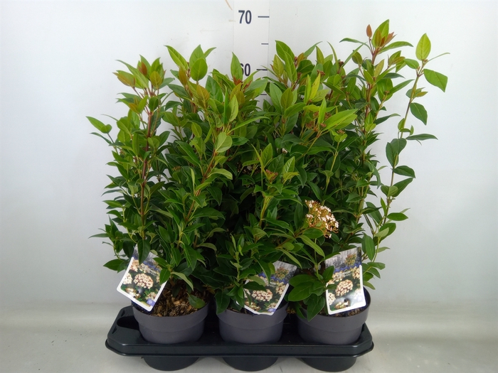 <h4>Viburnum tinus 'Spirit'</h4>