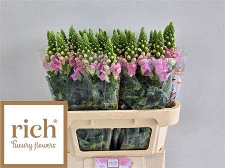 Antir Legend Li Pink