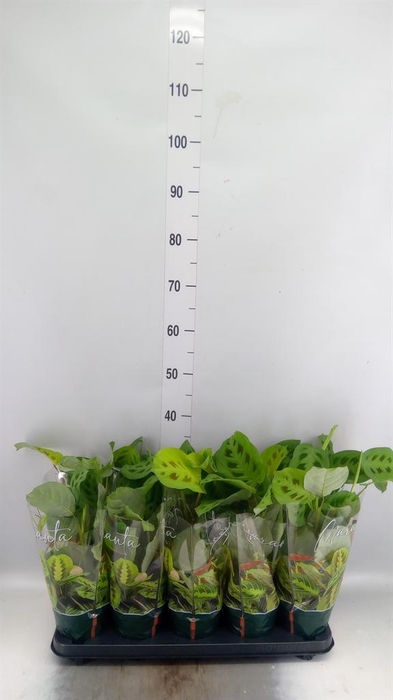 <h4>Maranta leuc. 'Kerchoveana'</h4>