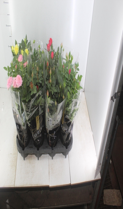 <h4>ROSEIRA MINI P13</h4>