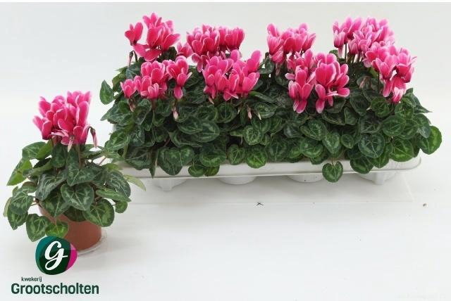 arr8 Cycl Kl Sup Fuji