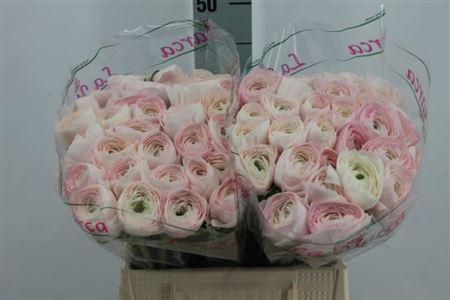 <h4>Ranunculus Cl Hanoi Lm X60</h4>