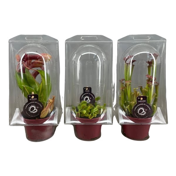 <h4>Vleesetende planten mix 12 cm in blister</h4>