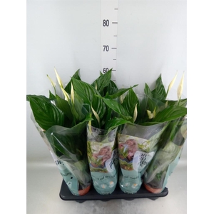 Spathiphyllum  'Sweet Ricardo'