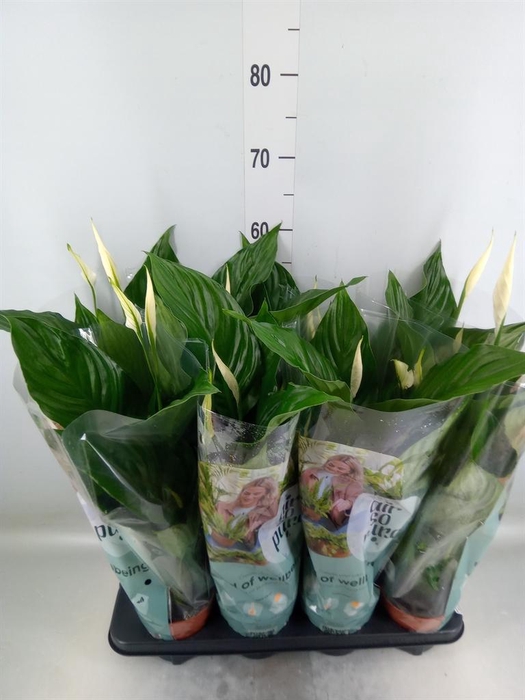 <h4>Spathiphyllum  'Sweet Ricardo'</h4>