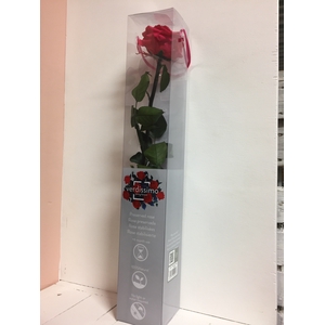 Roos op steel xl Plexi 55cm Dark pink