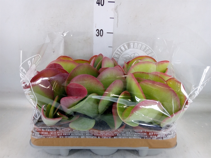 <h4>Kalanchoe NF thyrsiflora</h4>