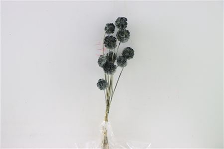 <h4>Pres Scabiosa St 10pc Grey Bunch Slv</h4>