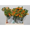 Ornithogalum dubium Sunray