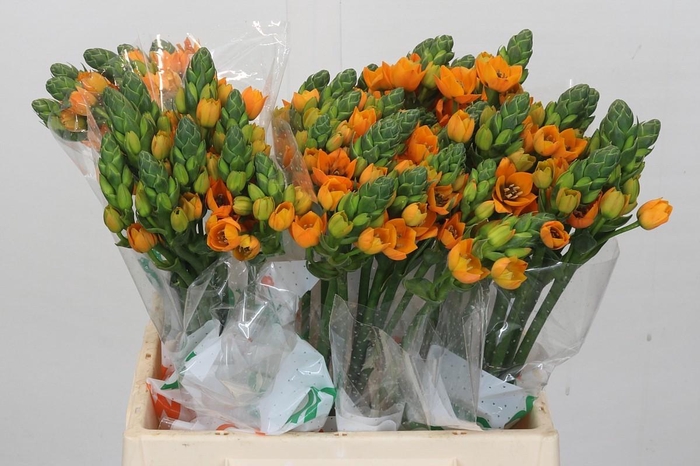 <h4>Ornithogalum dubium Sunray</h4>