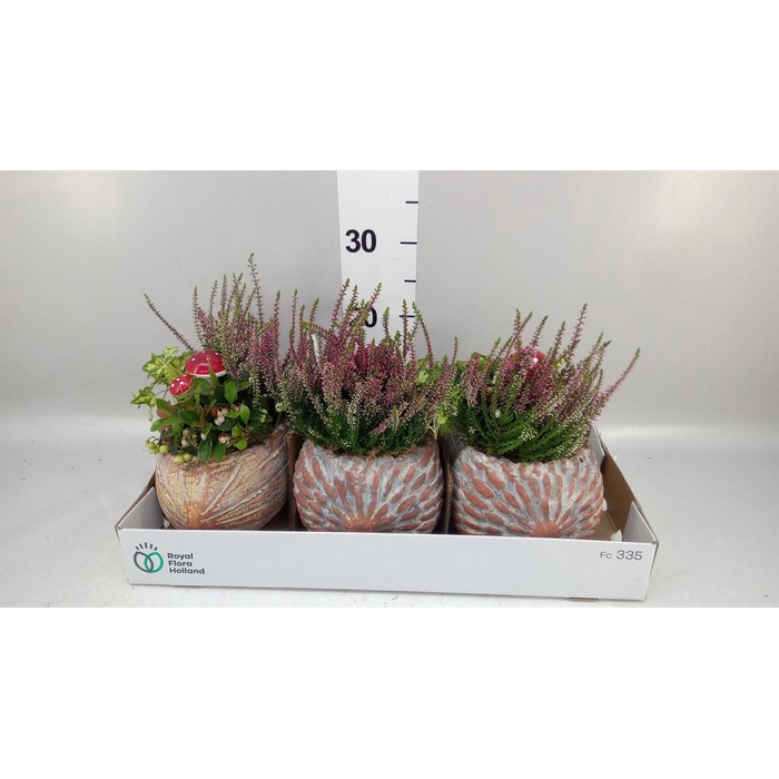 <h4>Arr.   Tuinplanten L%</h4>