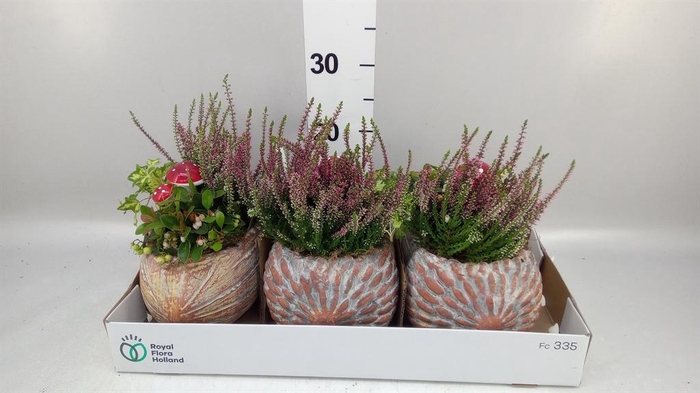<h4>Arr.   Tuinplanten L%</h4>