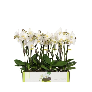Phalaenopsis   ...white